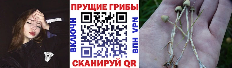 Псилоцибиновые грибы Psilocybine cubensis  Троицк 